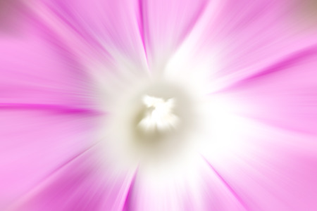 abstract folwer background.