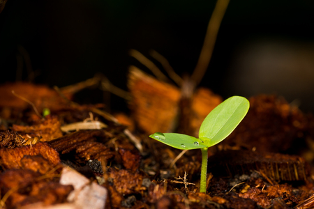 Green sprout growing.の写真素材