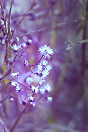 dry grassの写真素材