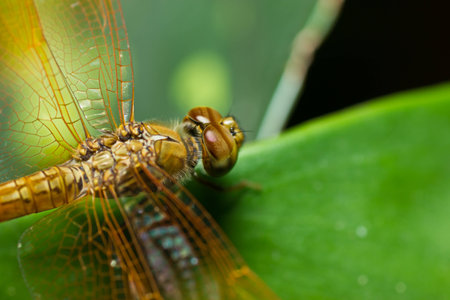 Dragonfly.の写真素材