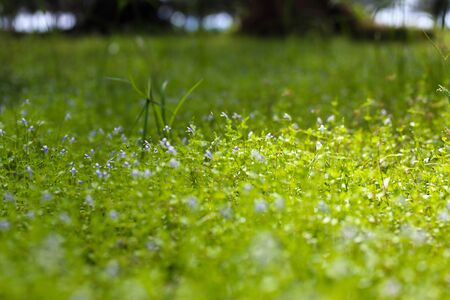 Sunlight shining on the grass in the park.の写真素材