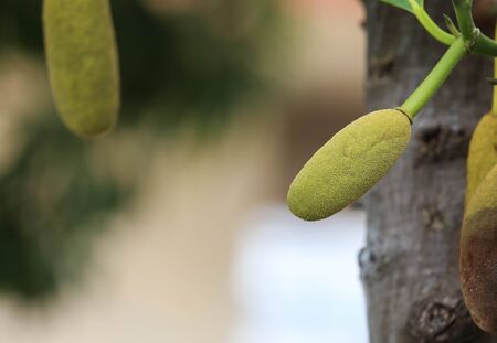 Young green jackfruit.の写真素材