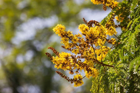 yellow flowers.の写真素材