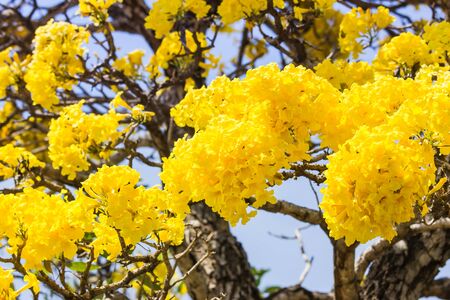 Yellow flower tree bloom.