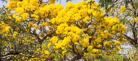 Yellow flower tree bloom.