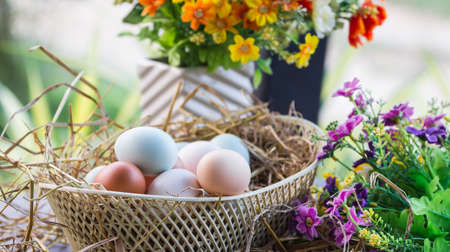 Organic multi-color eggsの写真素材