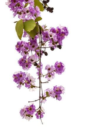 Purple flowers on a white background.の写真素材