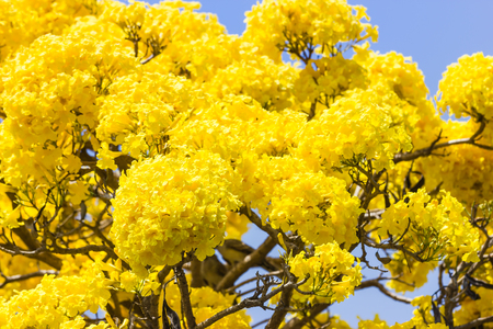 Yellow flower tree bloom.の写真素材