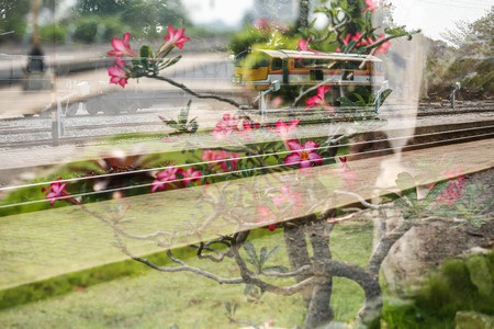 Double exposure train and Frangipani.の写真素材