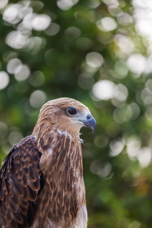 Brown Hawk.
