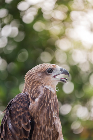 Brown Hawk.の写真素材