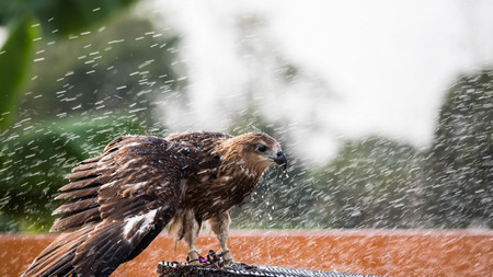 Hawks Brown playing with water.の写真素材