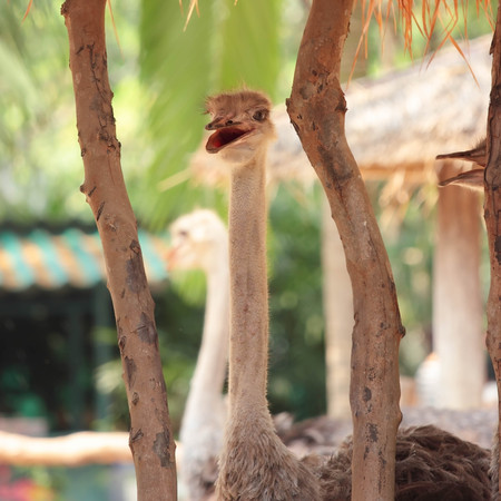 Ostrich in the garden