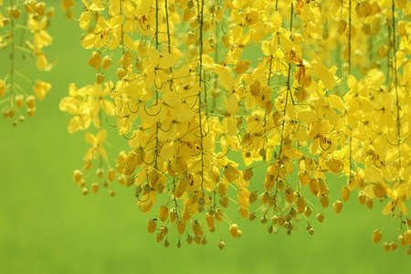 Yellow flowers on green blooming in spring.の写真素材