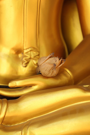 Dried lotus on golden Buddha hand.の写真素材