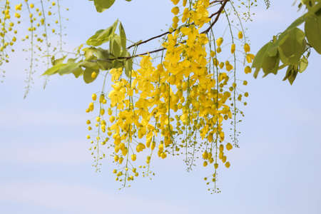 Yellow flowers blooming in spring.の写真素材