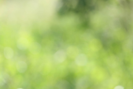Soft focus natural green background.の写真素材