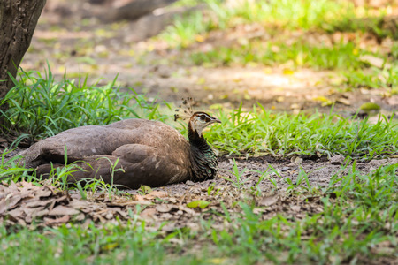 Peacock Indian female.の写真素材