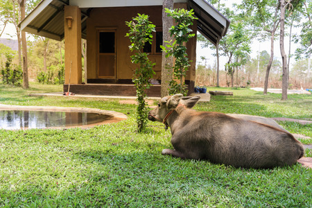 Buffalo Thailand relaxing in the park.の写真素材