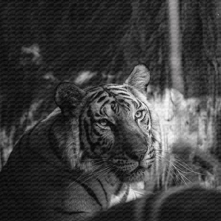 Black and white tiger on canvas texture.