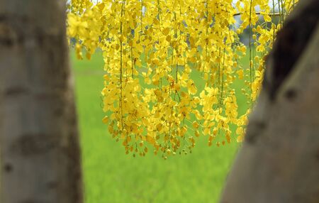 Yellow flowers on green blooming in spring.