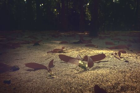 The rubber tree seeds in the forest