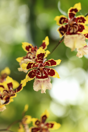 New orchids on green nature.の写真素材