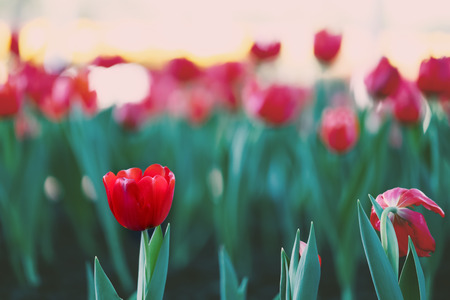 Red tulips in green park.