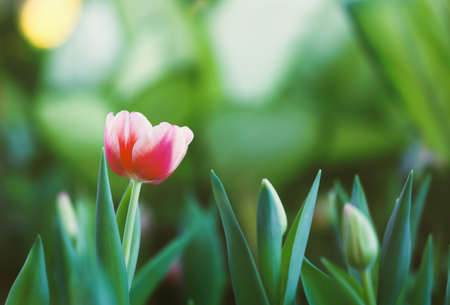 Red tulips in green park.の写真素材