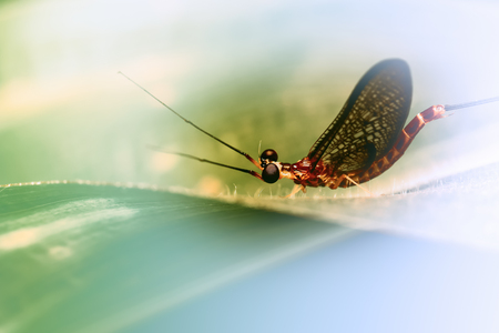 Mayfly in the gardenの写真素材