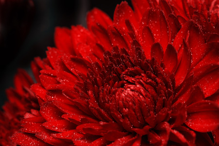Fresh red gerbera drops of water.