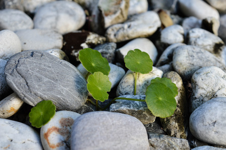 clover oneの写真素材