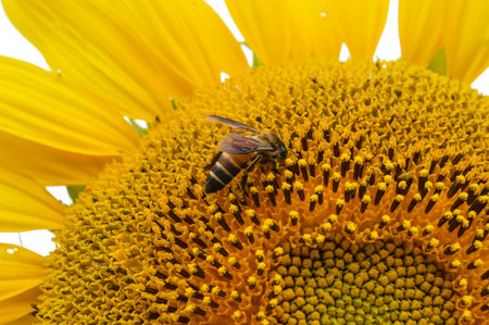 Sunflowers in the sun with daily subsistence of insects.の写真素材