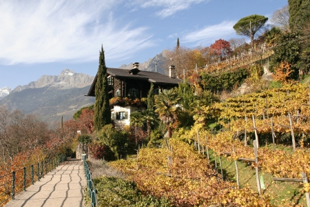 Weinberg am Meraner Höhenwegのeditorial素材