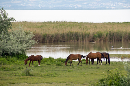 Lake Neusiedl National Parkの写真素材