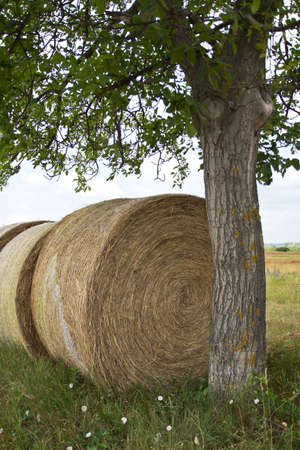 Bale of hay
