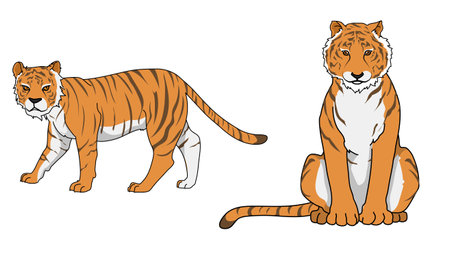 Tiger in 2 action, vector illustrationのイラスト素材