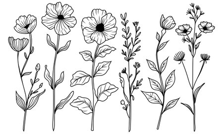 Assortment of sketched botanicals. A curated set of illustrated foliage and floral stemsのイラスト素材
