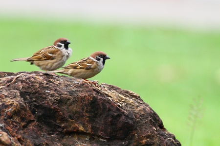 Sparrowの写真素材