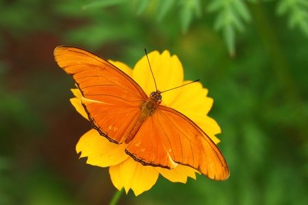 Julia Butterflyの写真素材