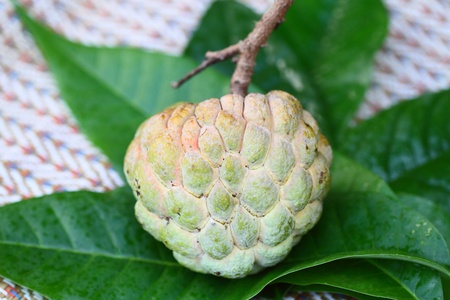 A fresh custard apple の写真素材