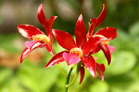 Orchidの写真素材