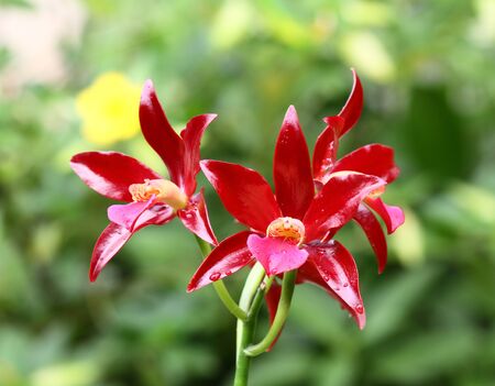 Orchidの写真素材