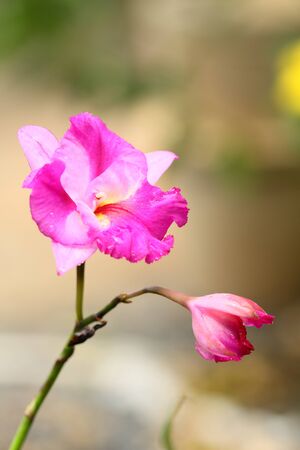 Orchidの写真素材