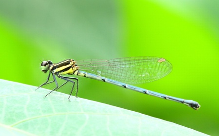 Dragonflyの写真素材