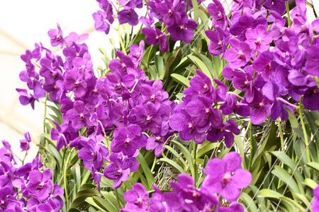 Purple Orchid, Vanda hybrids
