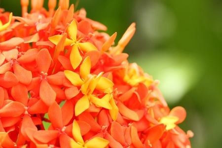 Ixora flowerの写真素材