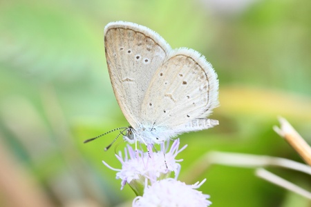 butterflyの写真素材