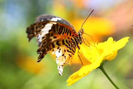 close up of  butterflyの写真素材