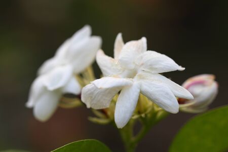 Jasmine Flowerの写真素材
